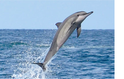 Swim with the dolphins in Mauritius